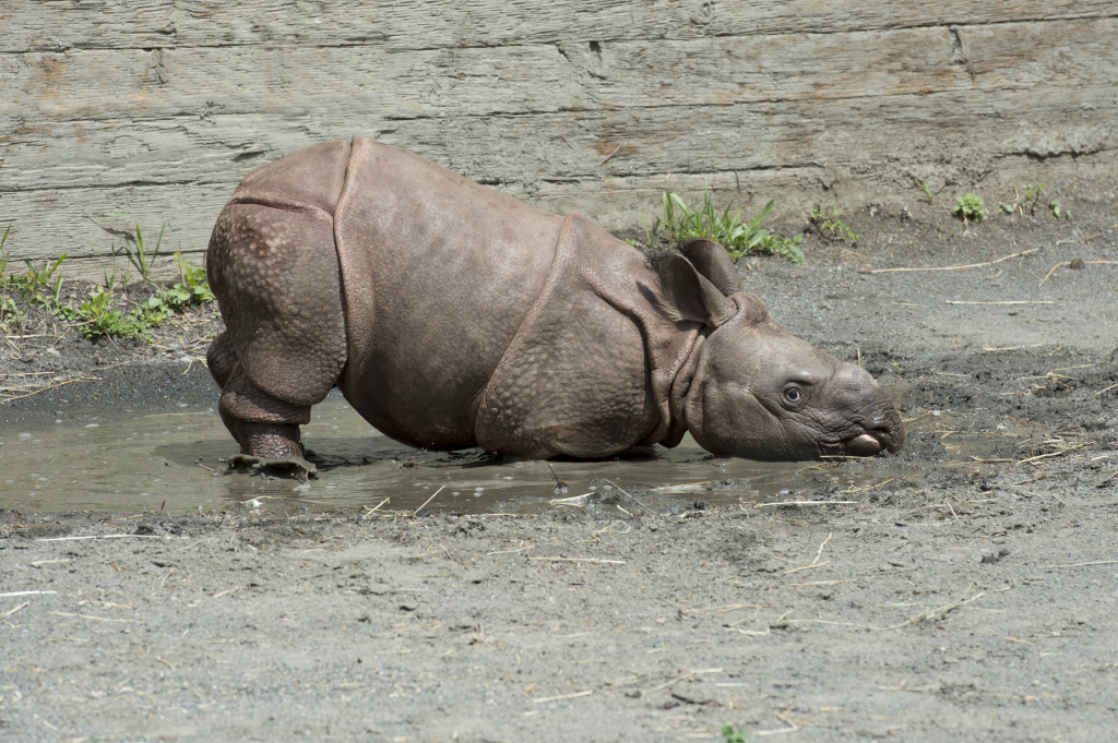 _Julie Larsen Maher 5229 Indian Rhino and Calf WAS BZ 05 13 13.JPG