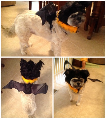 Dog Bat costume