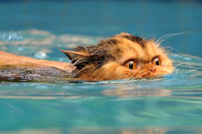 prinny the swimming cat
