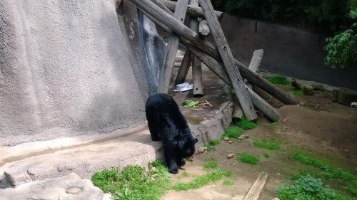 This is a photo I took with the camera only 3 days after having the phone- It was fairly easy to use, and that bear was no where near me, so the zoom is decent.  The photo is good quality and it's great how much detail you can see.  