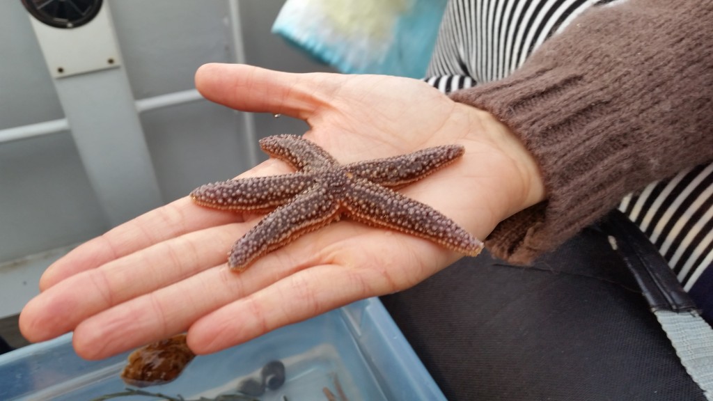 learn about starfish