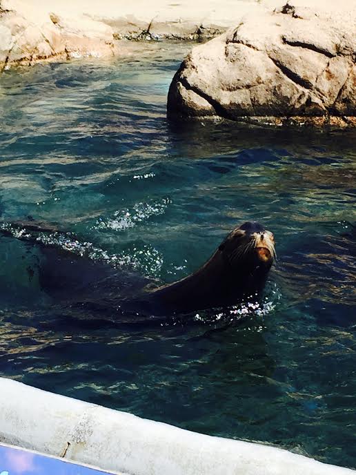 California Sea Lion #1