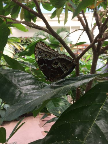 Butterfly Atrium 1