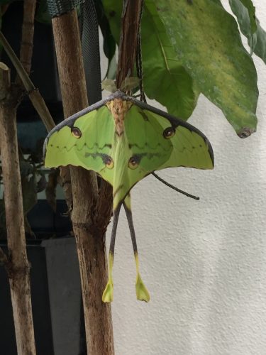 Butterfly Atrium 2
