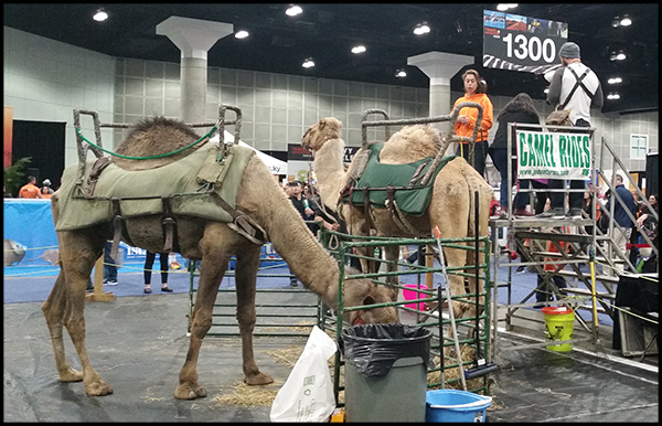 Travel and Adventure Show Camel Ride
