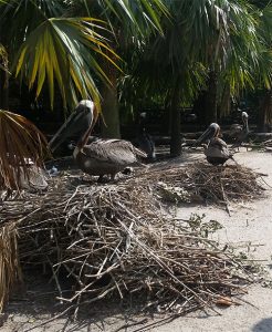 Birds nests at the Flamingo Gardens BOTANICAL GARDENS & EVERGLADES WILDLIFE SANCTUARY