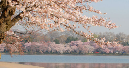 Washington DC cherry tree