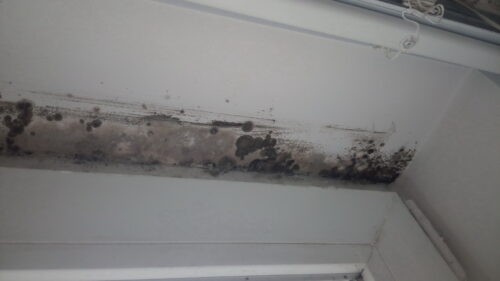 mold in your house