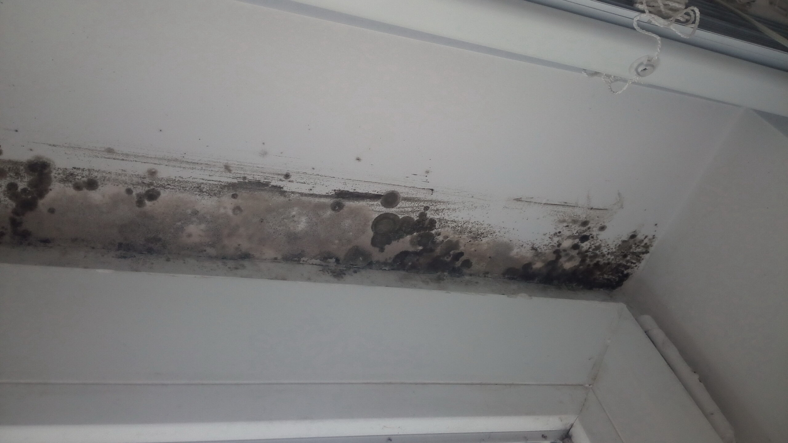 6 Ways to Prevent Mold from Attacking Your Home